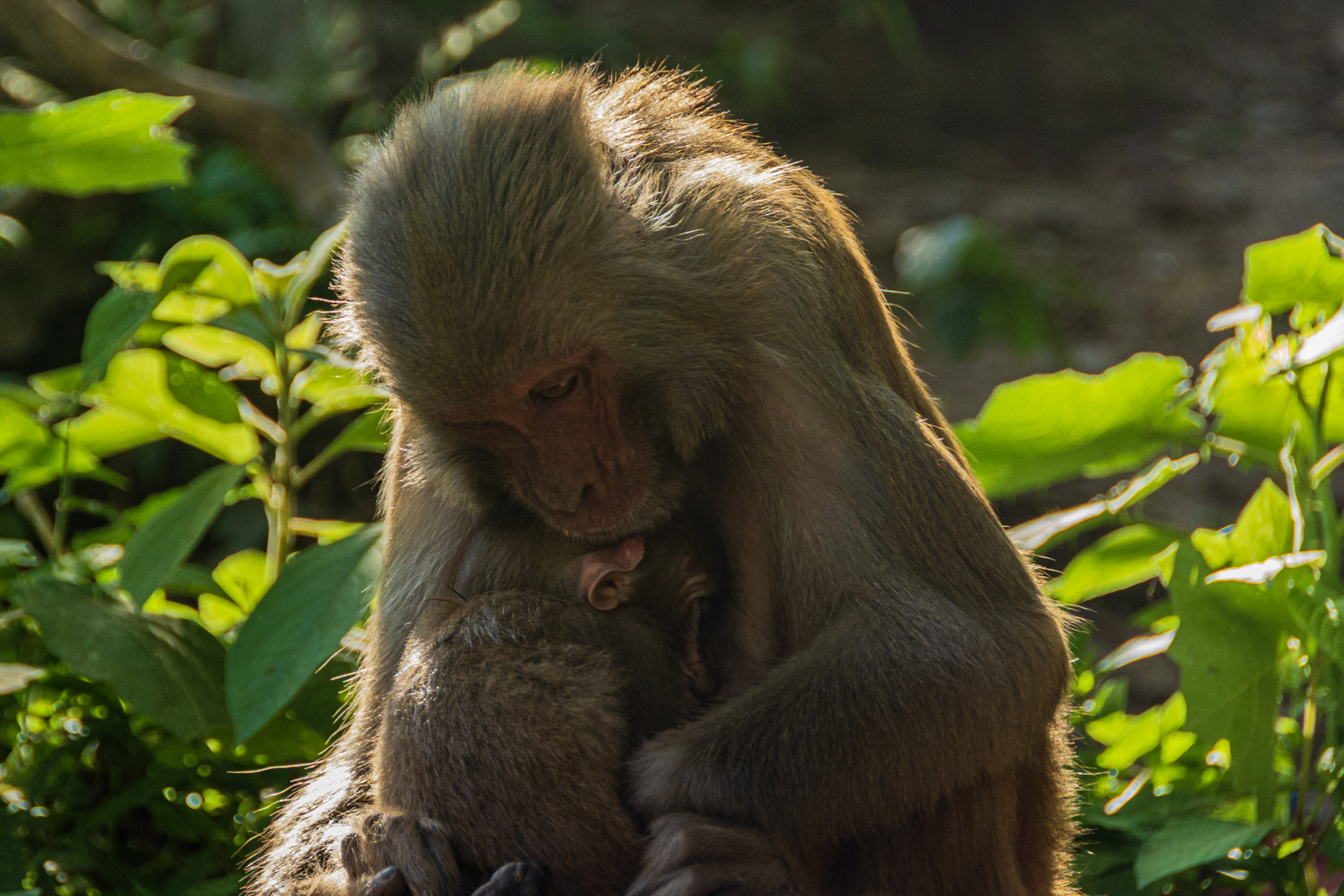 Kathmandu Swayambunath